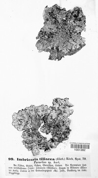 Parmelina tiliacea image